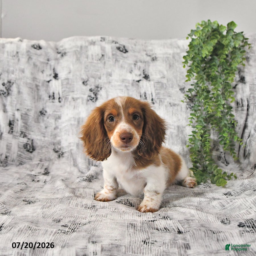 Dachshund dogs Tanner - Ad 1