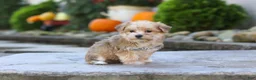 Morkie dogs for sale: Charlie - Ad 5