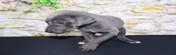 Great Dane dogs for sale: Woogie - Ad 8