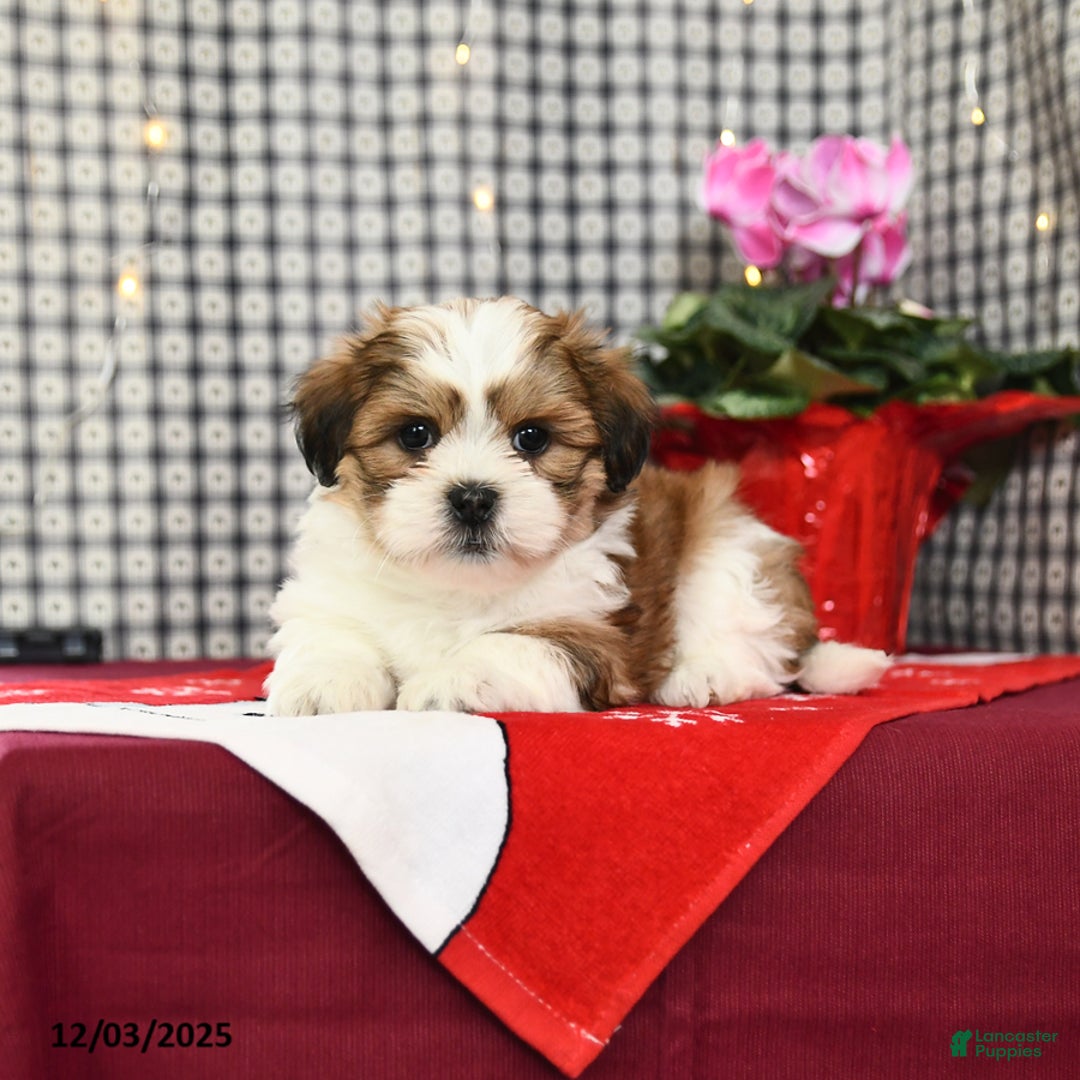 Malshi dogs for sale: Happy - Ad 3