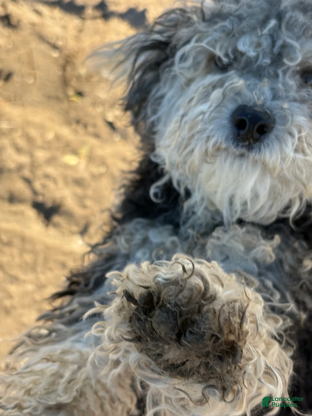 Standard Poodle dogs for sale: Standard Poodle Puppy 2 - Ad 1