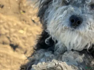 Standard Poodle dogs Standard Poodle Puppy 2 - Ad 15