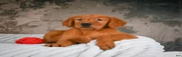 Golden Retriever dogs for sale: Tia - Ad 3