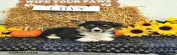 Welsh Corgi Pembroke dogs for sale: Lilly - Ad 3