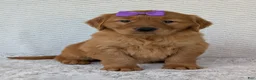 Golden Retriever dogs for sale: Miss Summer  - Ad 22
