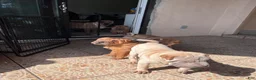 Shar Pei dogs for sale: Goose - Ad 31