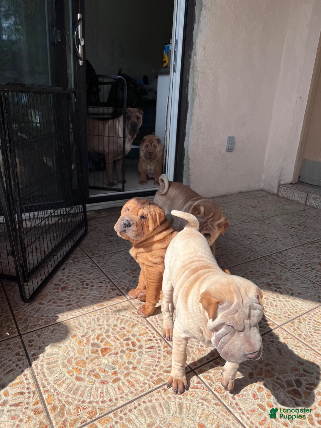 Shar Pei dogs for sale: Love - Ad 30