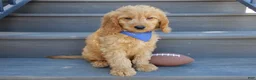 Goldendoodle dogs for sale: Logan-MEDIUM - Ad 2