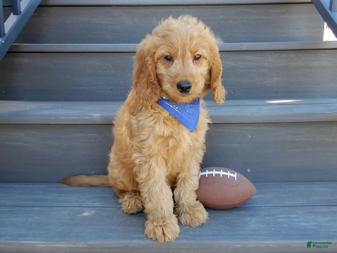 Goldendoodle dogs for sale: Logan-MEDIUM - Ad 2