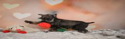 Miniature Schnauzer dogs for sale: Rose - Ad 13