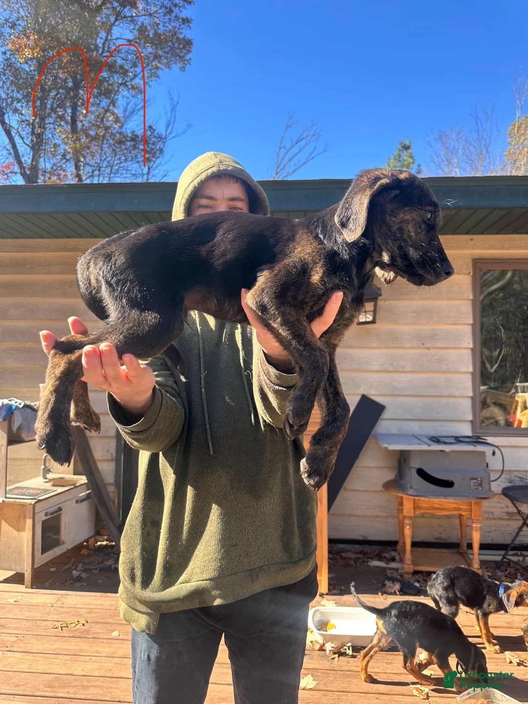 Mixed Breed dogs for sale: Mixed Breed 7 - Ad 1