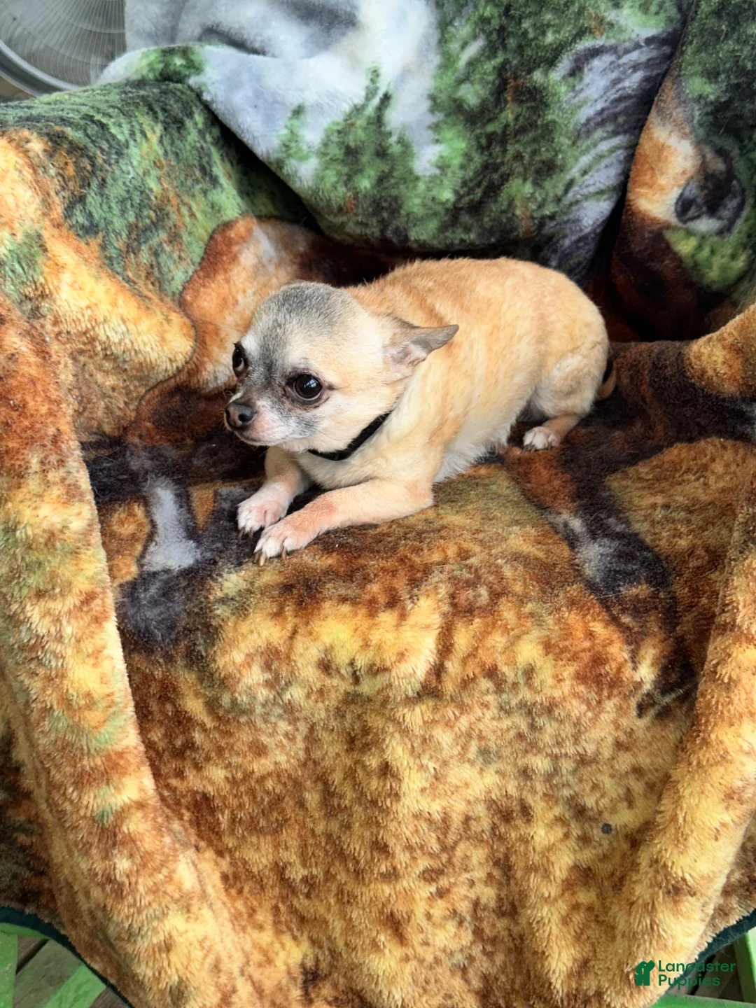 Chihuahua dogs for sale: Chihuahua Puppy 2 - Ad 12