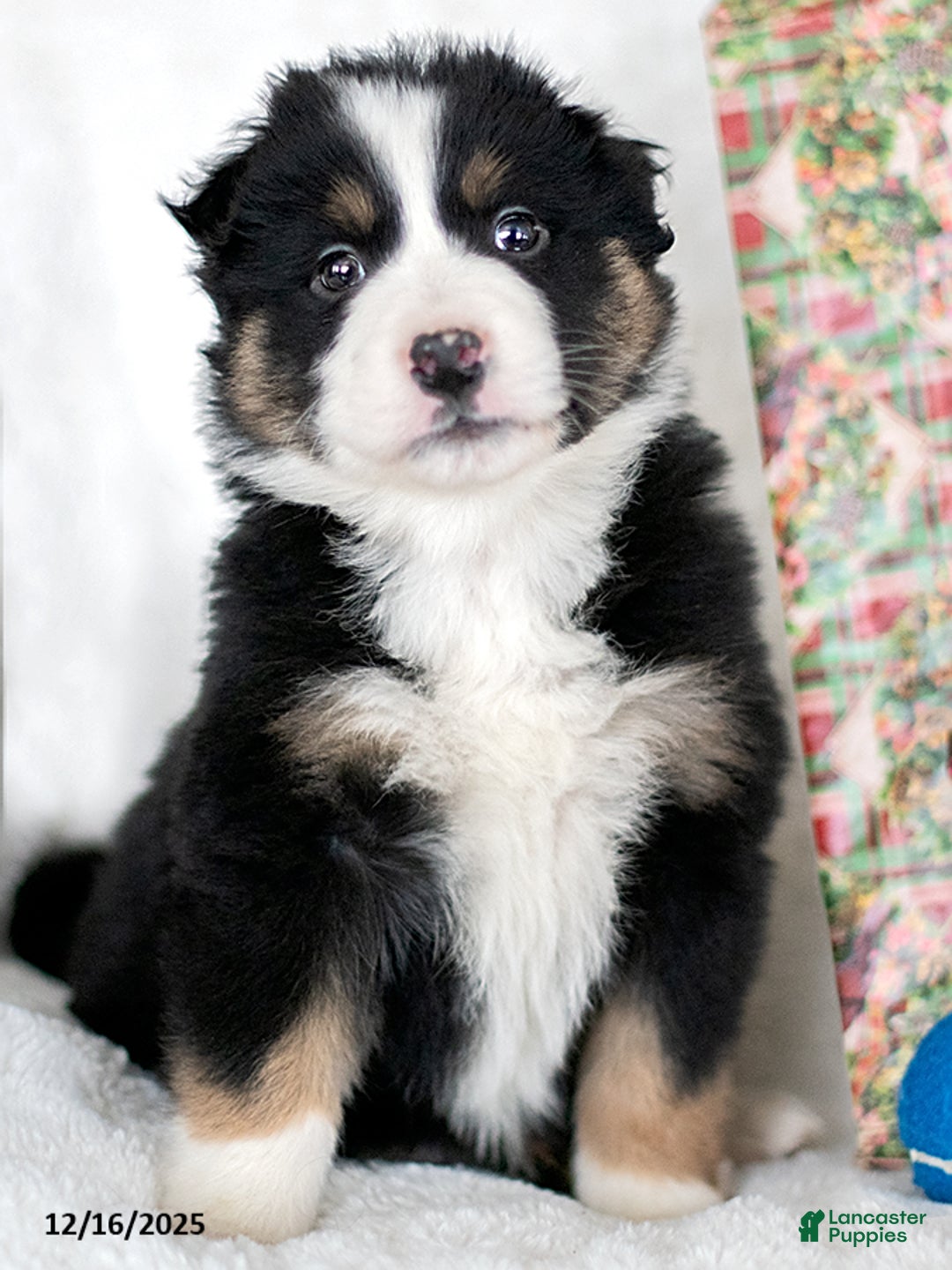 Miniature Australian Shepherd dogs for sale: Jack - Ad 2