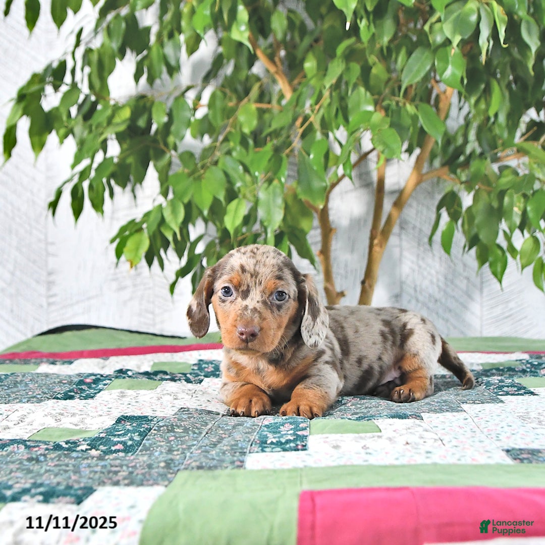 Miniature Dachshund dogs for sale: Eddy - Ad 1
