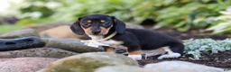 Miniature Dachshund dogs for sale: Duke - Ad 11