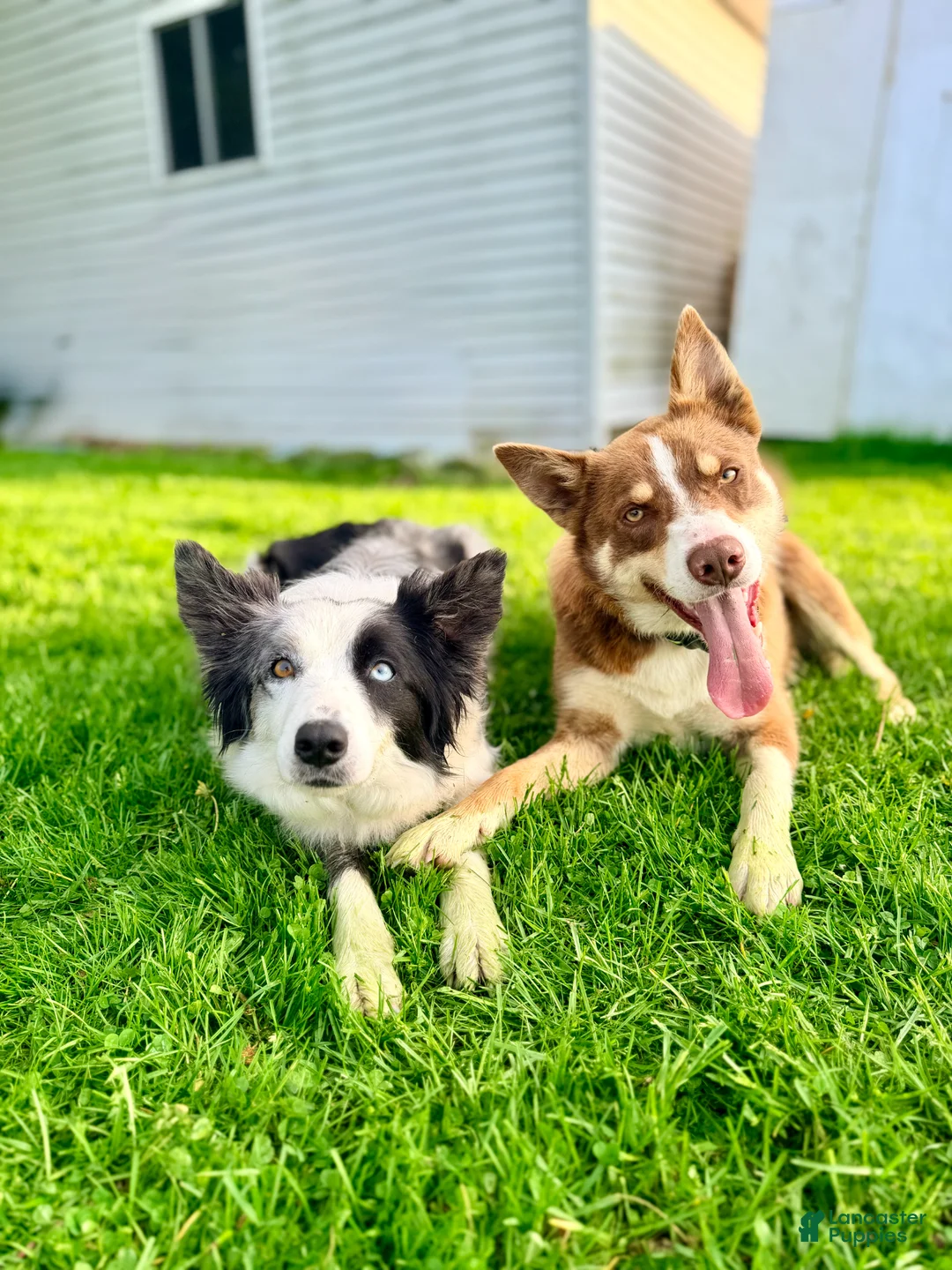 Border Collie dogs for sale: Bruno - Ad 7