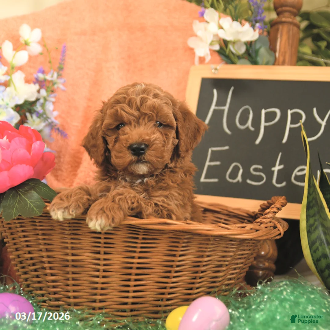 Mini Goldendoodle dogs for sale: Scott - Ad 5