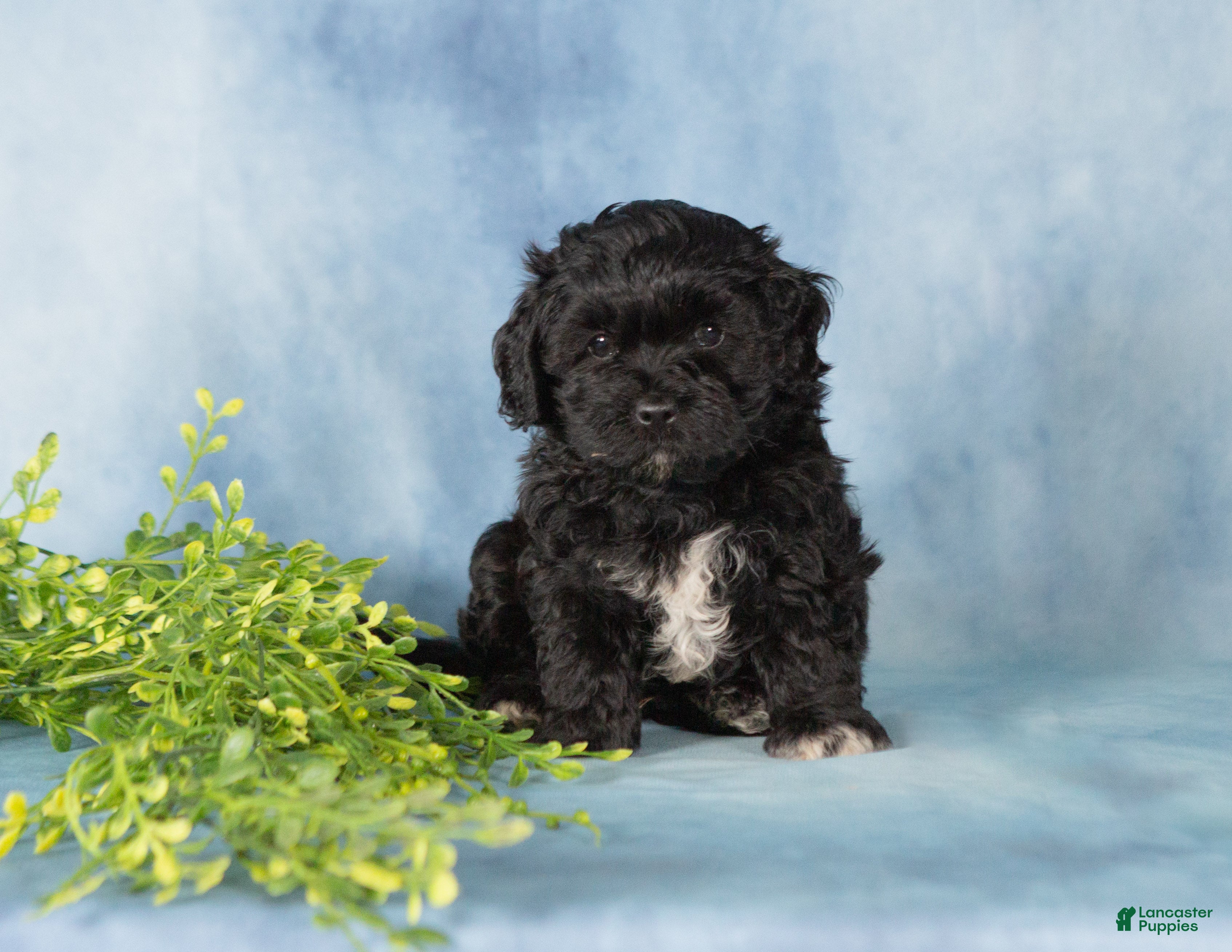 Mixed Breed dogs Midnight - Ad 1