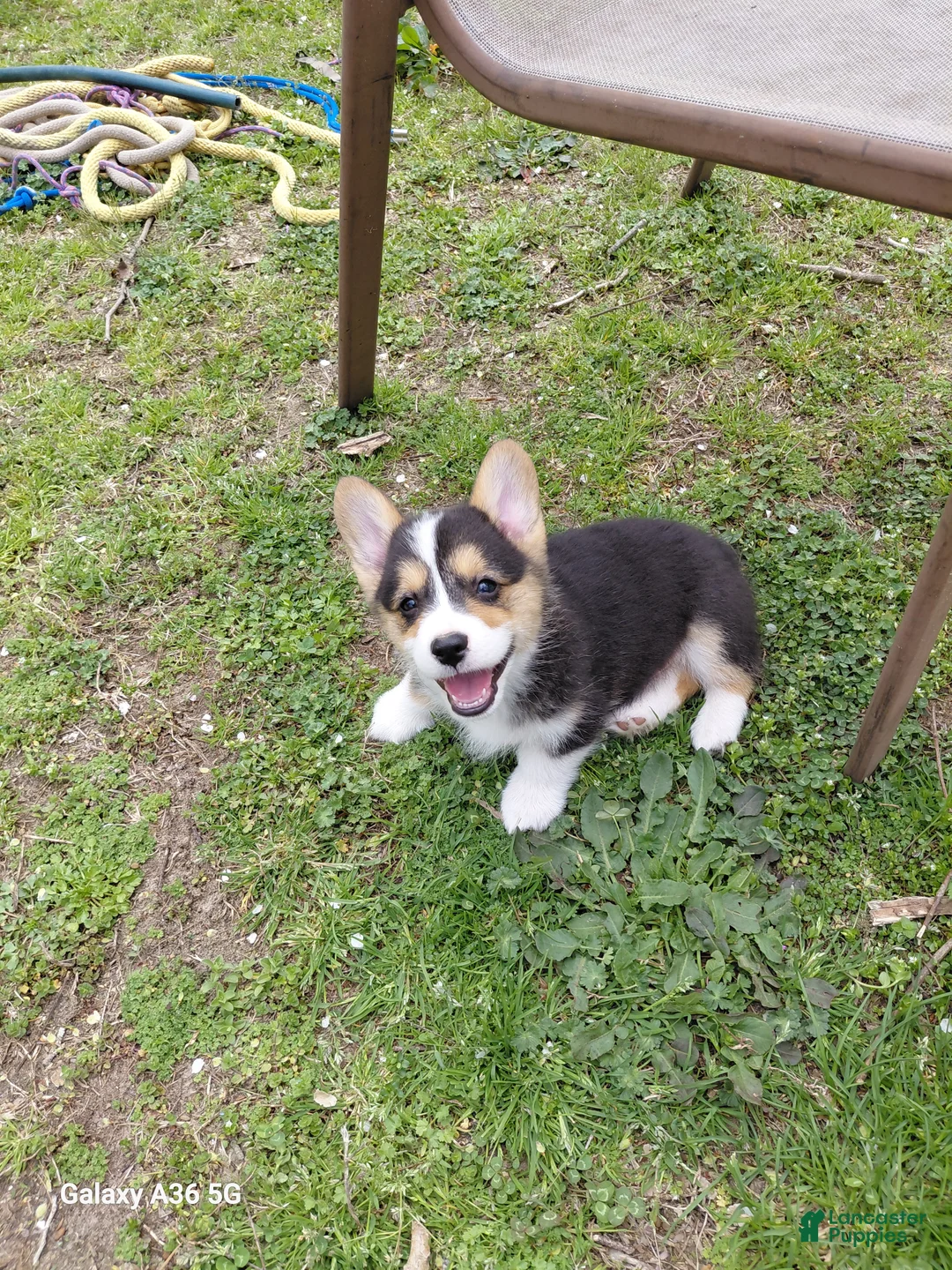Welsh Corgi Pembroke dogs for sale: Peter Max - Ad 1