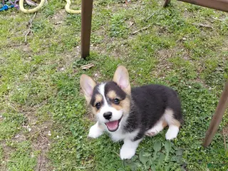 Welsh Corgi Pembroke dogs Peter Max - Ad 19