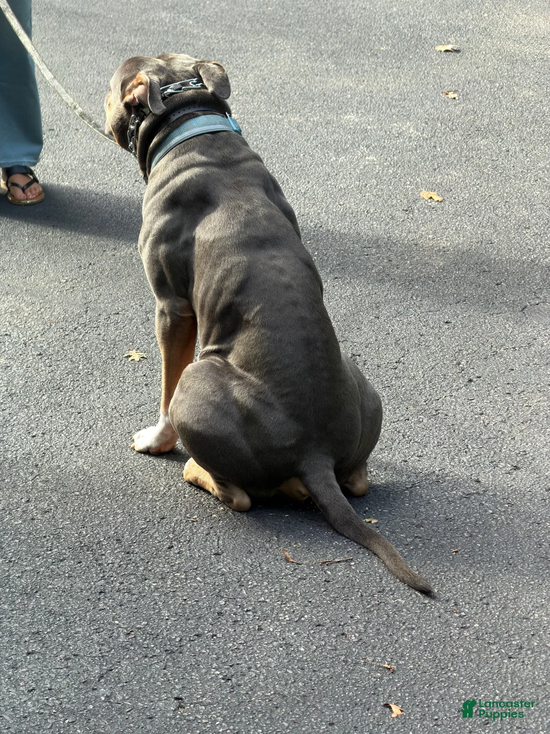 American Bully dogs for stud: Katos 1st litter - Ad 6