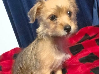 Jackapoo dogs - Ad 17