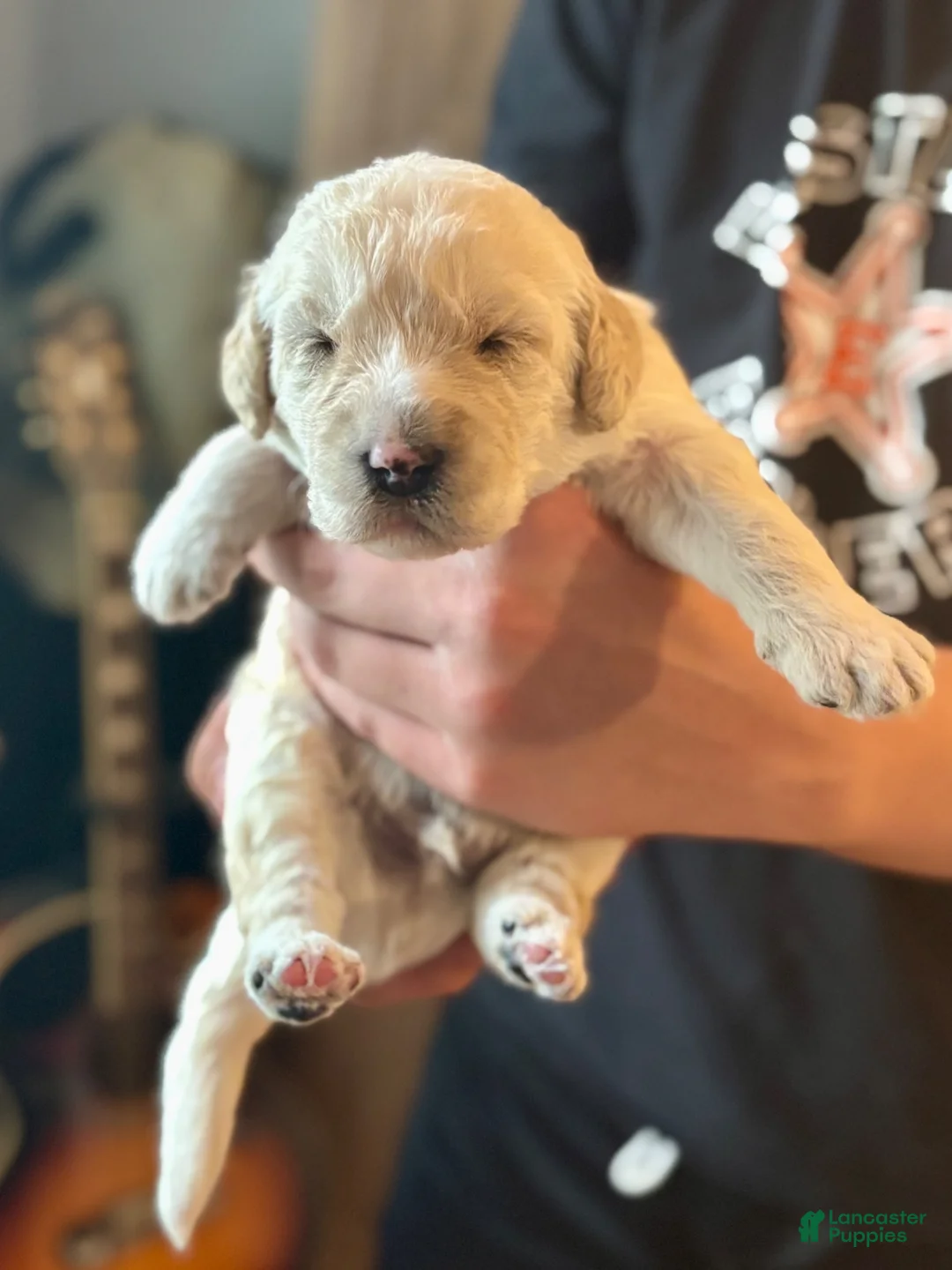Double Doodle dogs for sale: Sadie - Ad 15