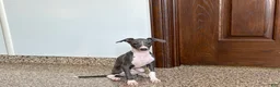 Italian Greyhound dogs for sale: Larry - Ad 9