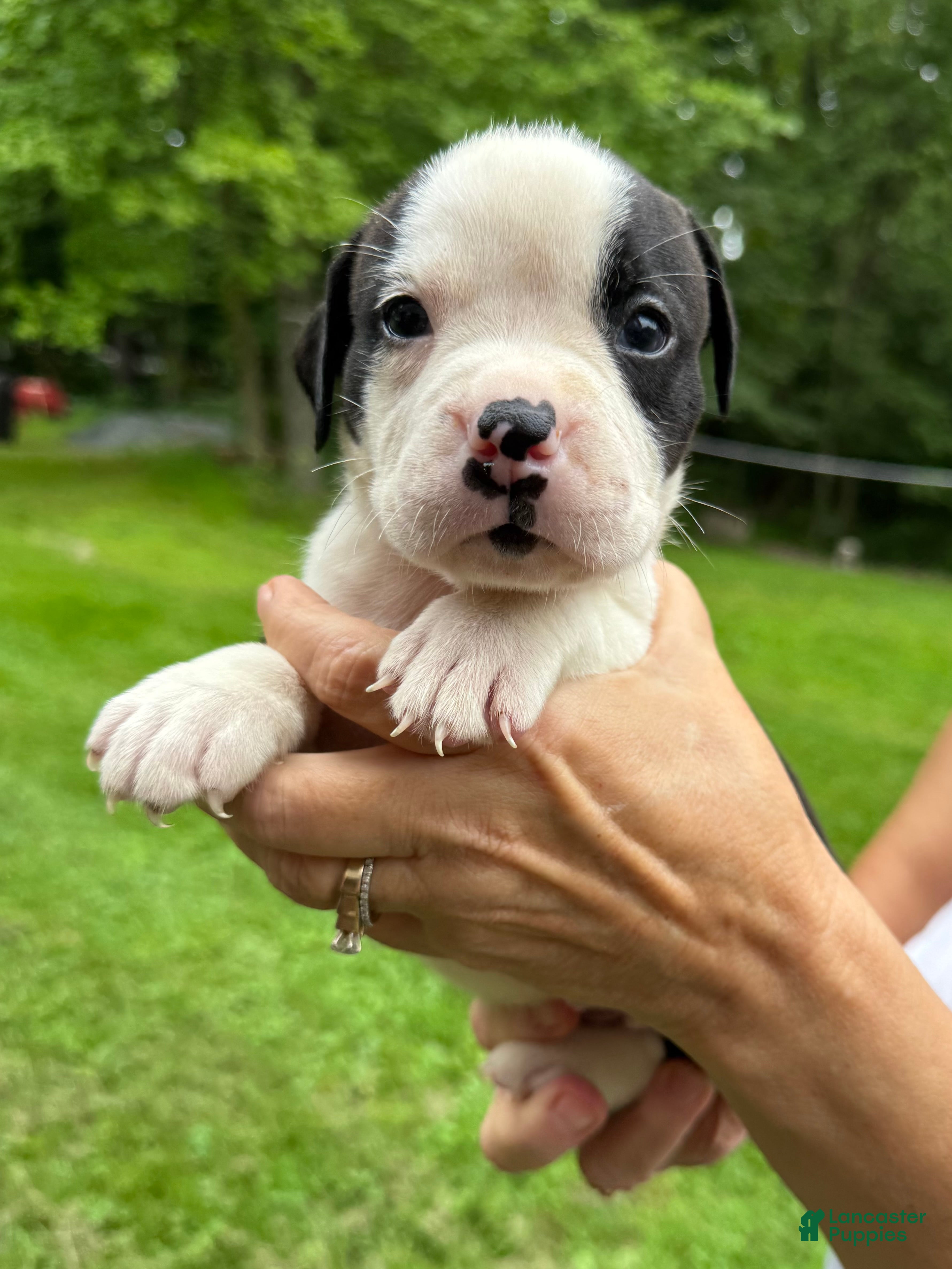 American Bulldog dogs Female 5 - Ad 1