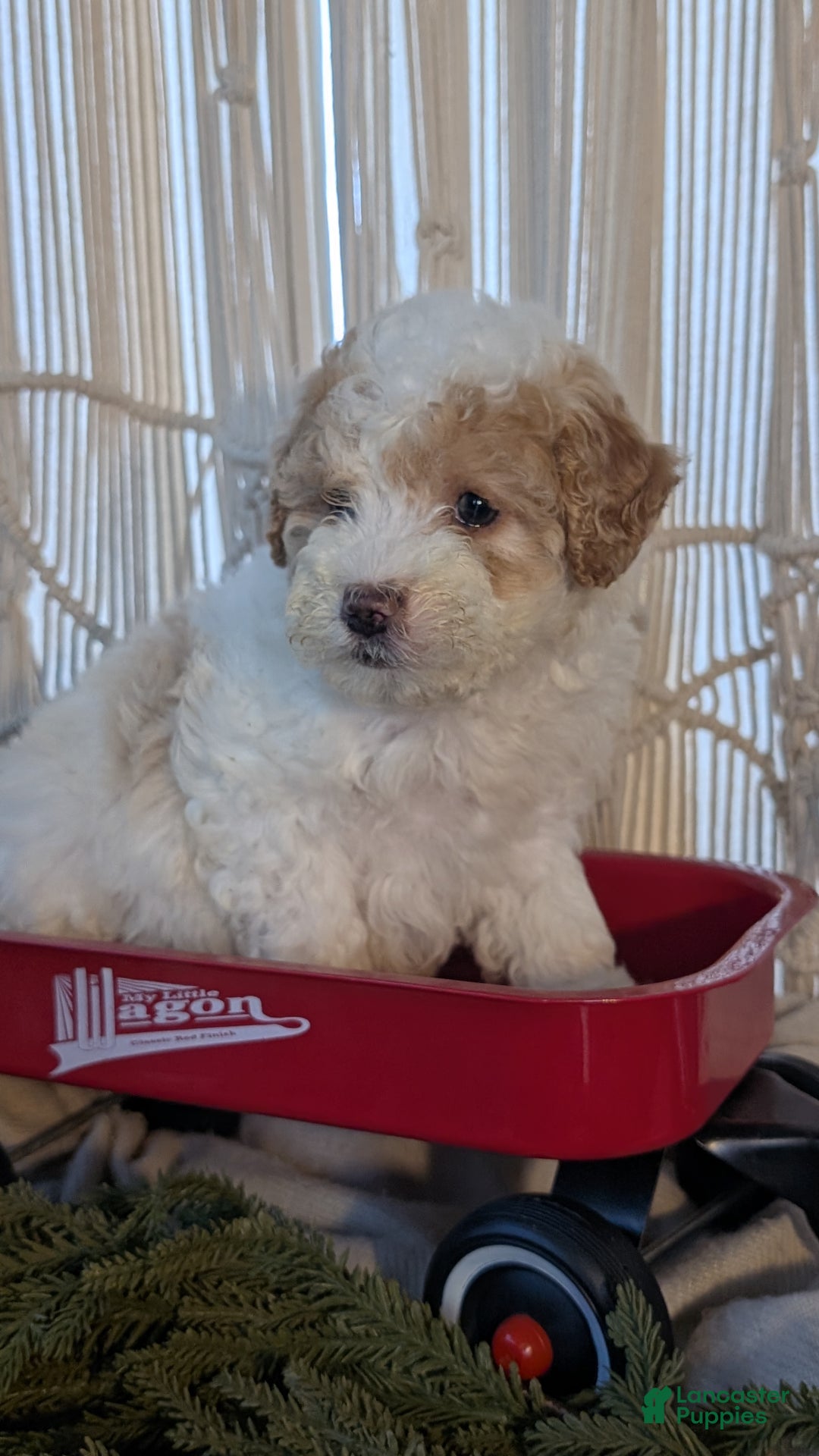 Cavapoo dogs for sale: Avery - Ad 7