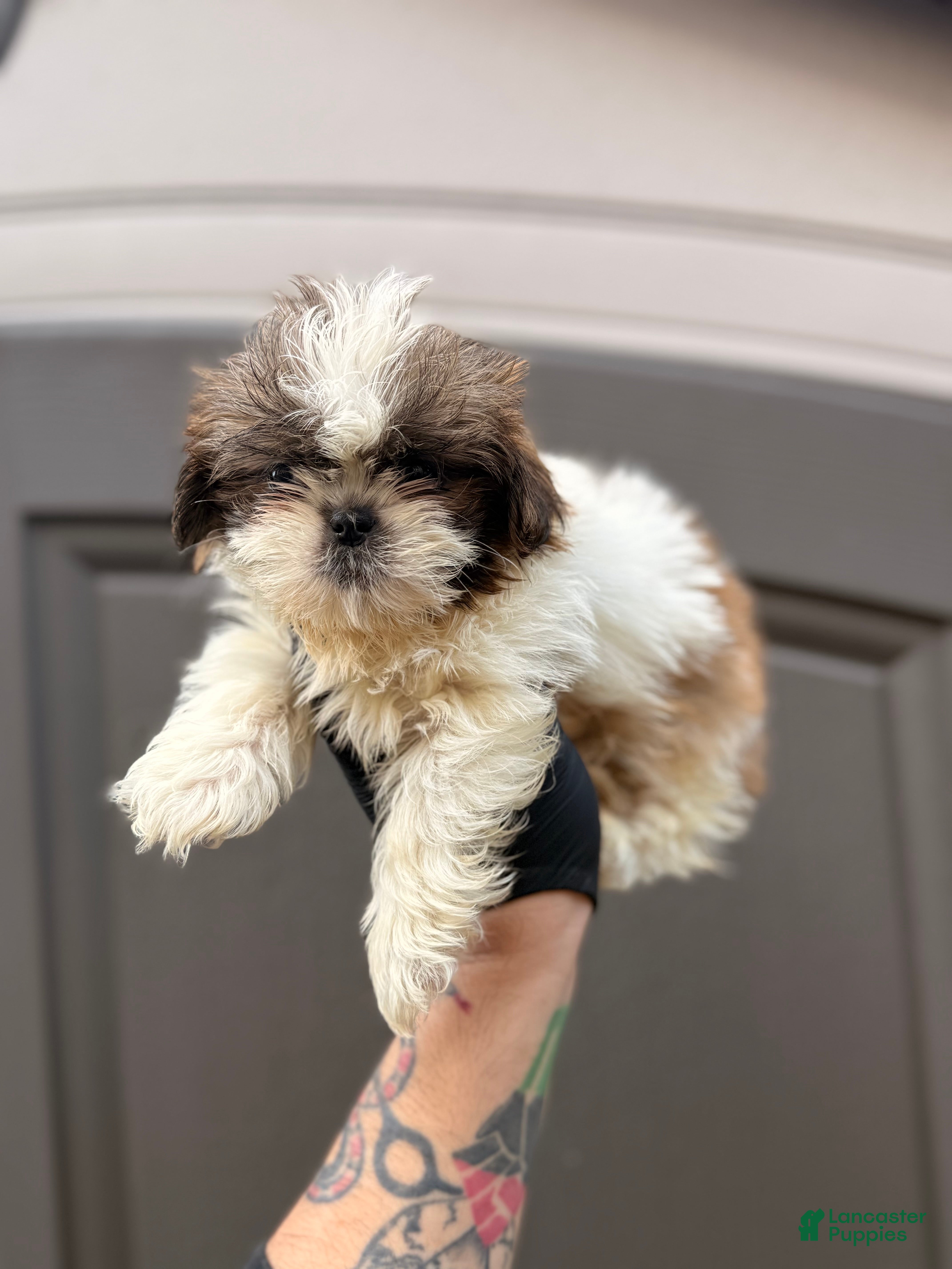 Shih Tzu dogs Cindy  - Ad 33