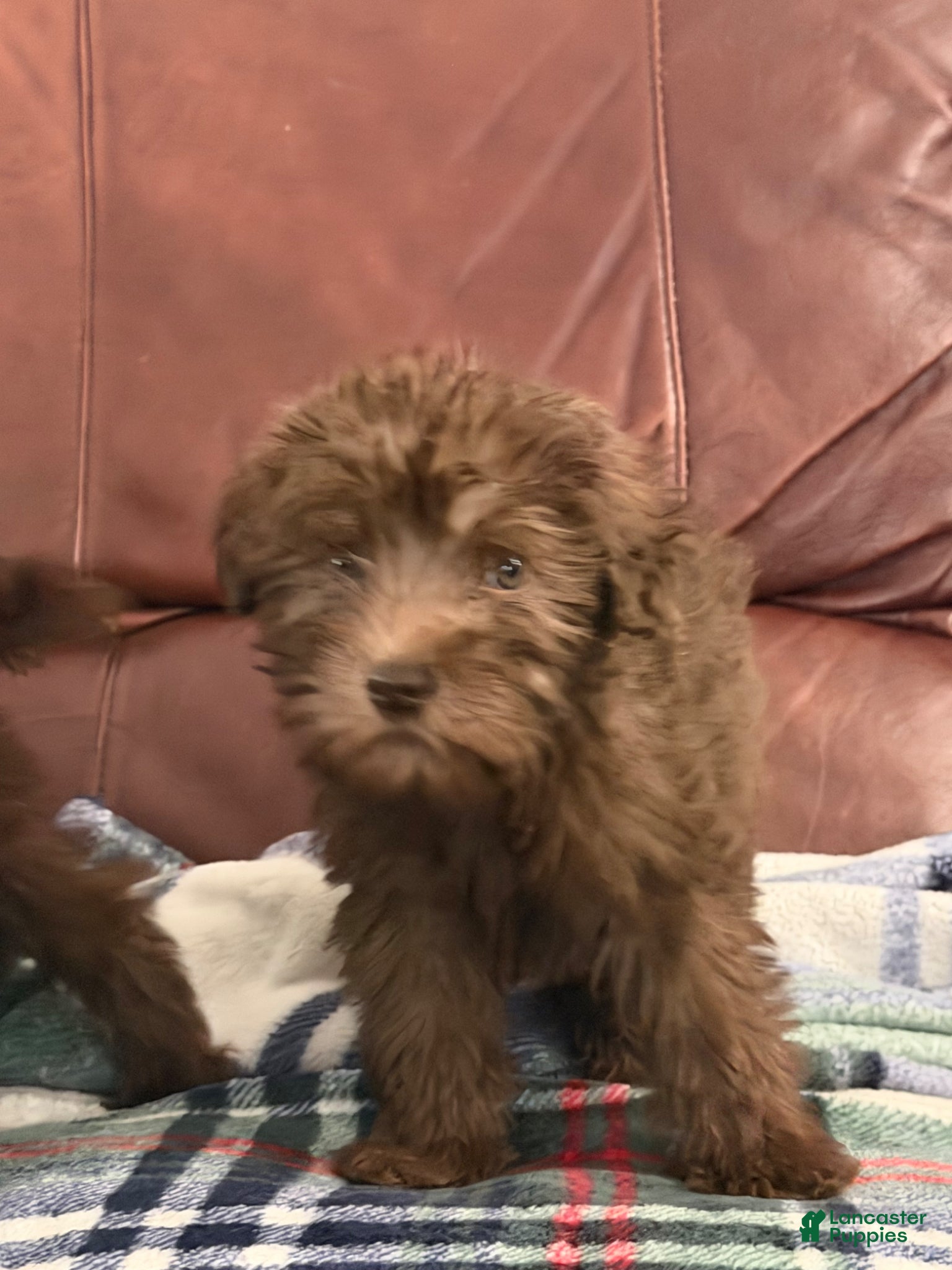 Whoodle dogs for sale: Whoodle Puppy 1 - Ad 4