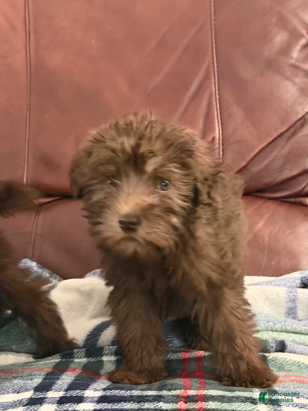 Whoodle dogs for sale: Whoodle Puppy 1 - Ad 1