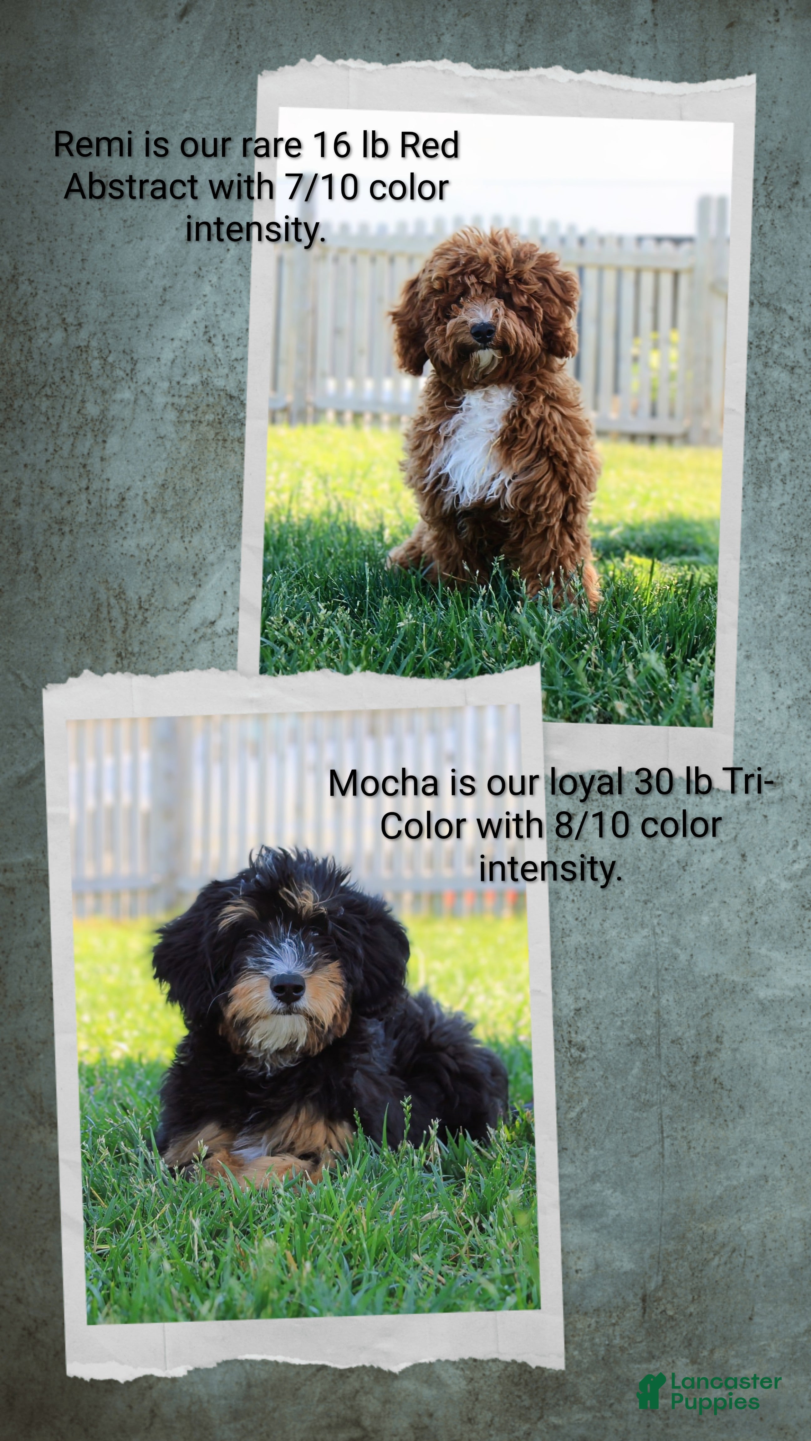 Mixed Breed dogs Embark Tested Trained Micro & Small Mini Bernedoodles! - Ad 22