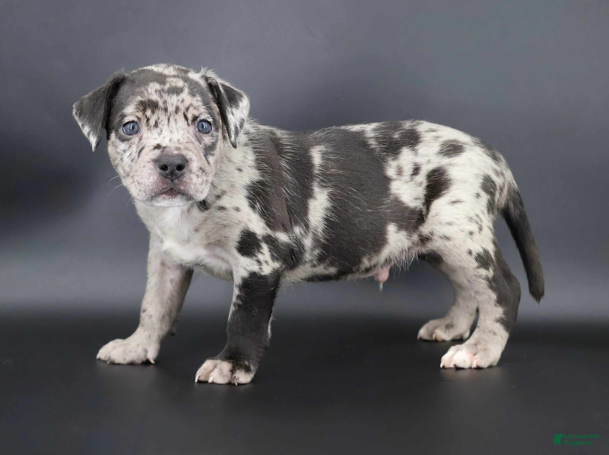 American Bully dogs Vow - Ad 33