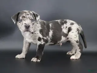 American Bully dogs Vow - Ad 33