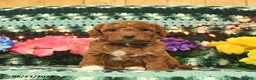 Mini Goldendoodle dogs for sale: Champion  - Ad 3