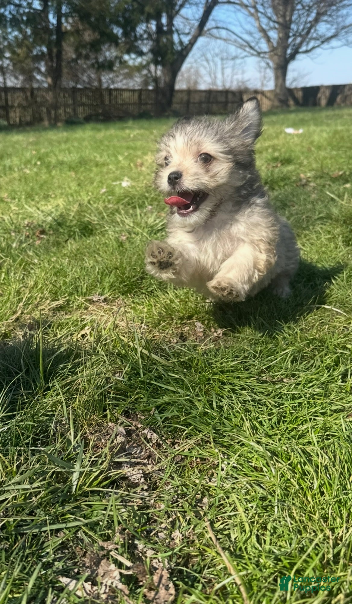 Mixed Breed dogs Mixed Breed Puppy 3 - Ad 27