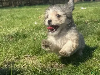 Mixed Breed dogs Mixed Breed Puppy 3 - Ad 28