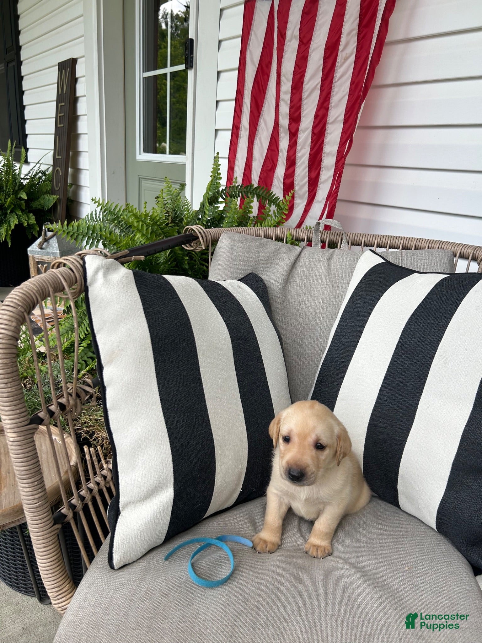 Labrador Retriever dogs Labrador Retriever 7 - Ad 1