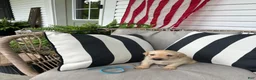 Labrador Retriever dogs for sale: Labrador Retriever 7 - Ad 1