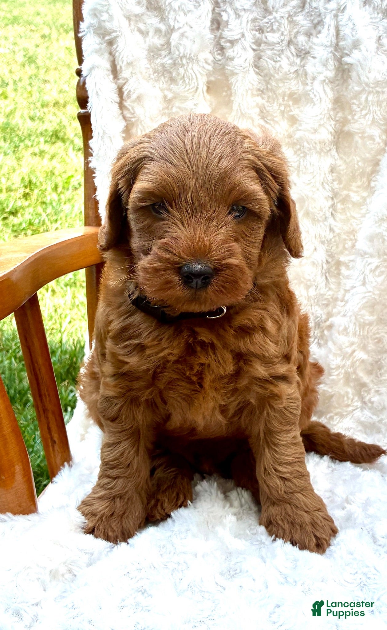Mini Goldendoodle dogs Charlie - Ad 22