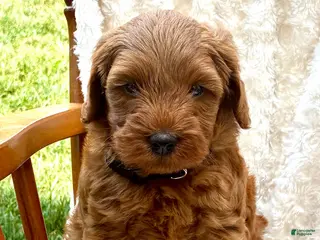Mini Goldendoodle dogs Charlie - Ad 22