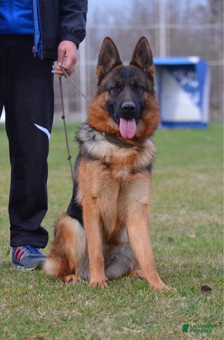 German Shepherd dogs for sale: German Shepherd Puppy 1 - Ad 6