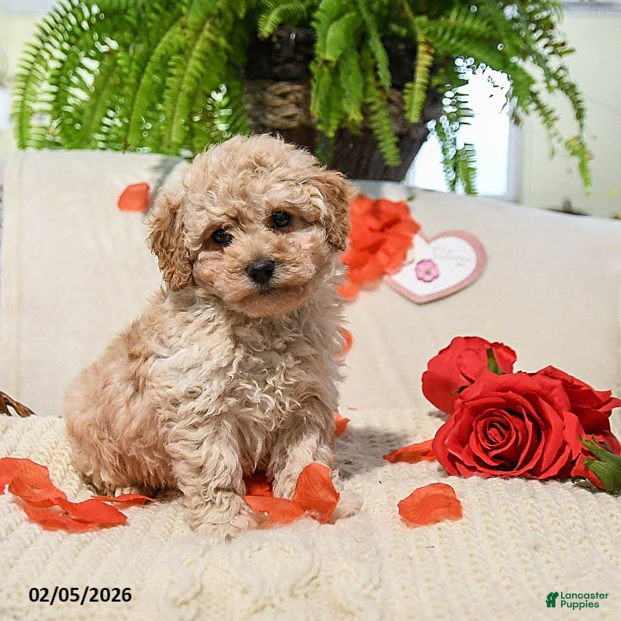 Maltipoo dogs Adrian - Ad 3