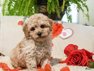 Maltipoo dogs Adrian - Ad 3