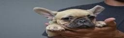French Bulldog dogs for sale: French Bulldog 1 - Ad 5