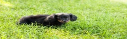 Miniature Dachshund dogs for sale: Bella  - Ad 3