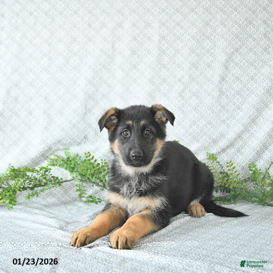 German Shepherd dogs for sale: Maggy - Ad 3