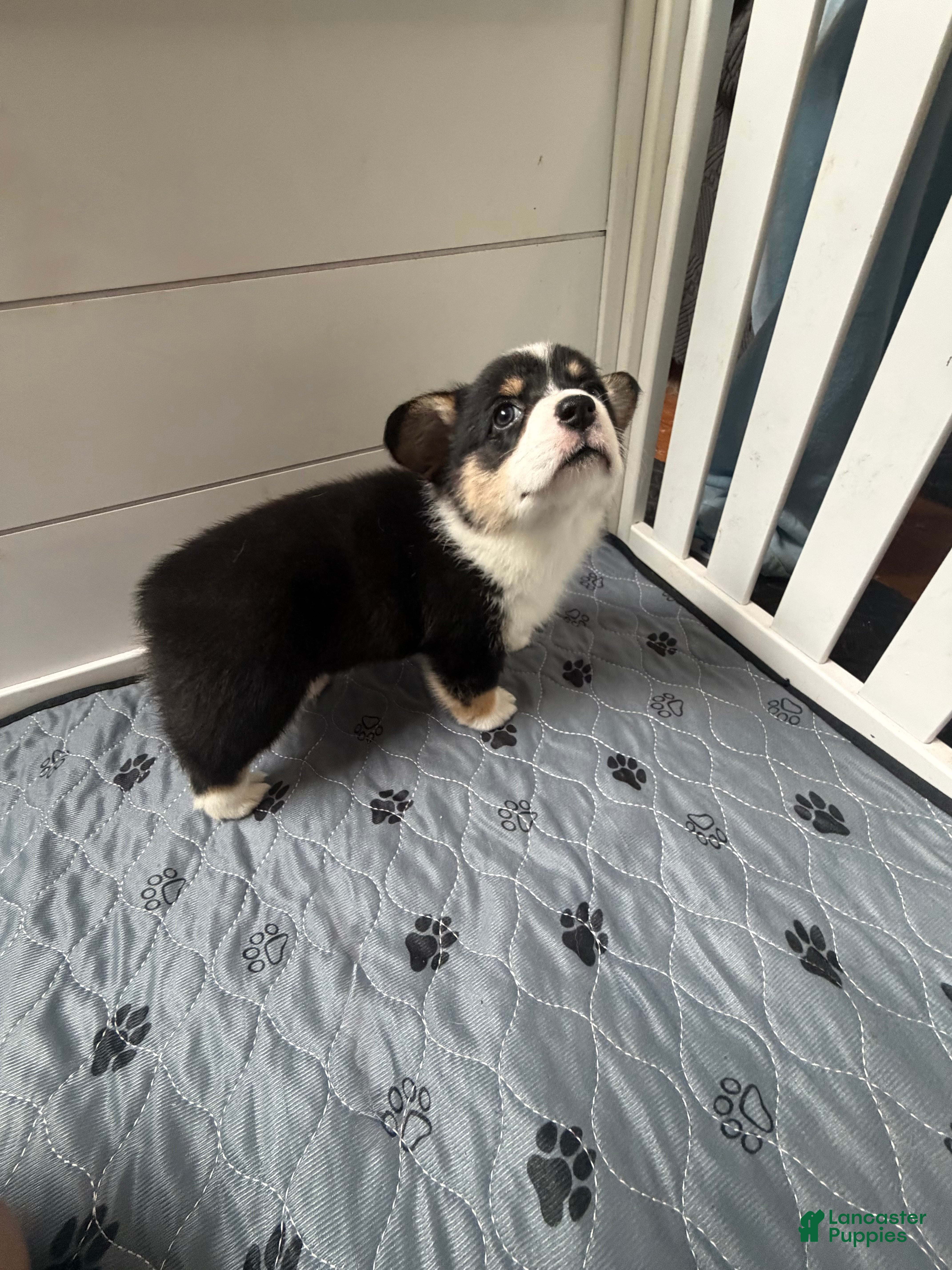 Welsh Corgi Pembroke dogs Welsh Corgi Pembroke Puppy 2 - Ad 1